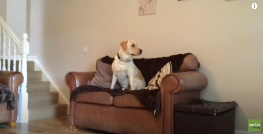 ラブラドールレトリーバー,動画