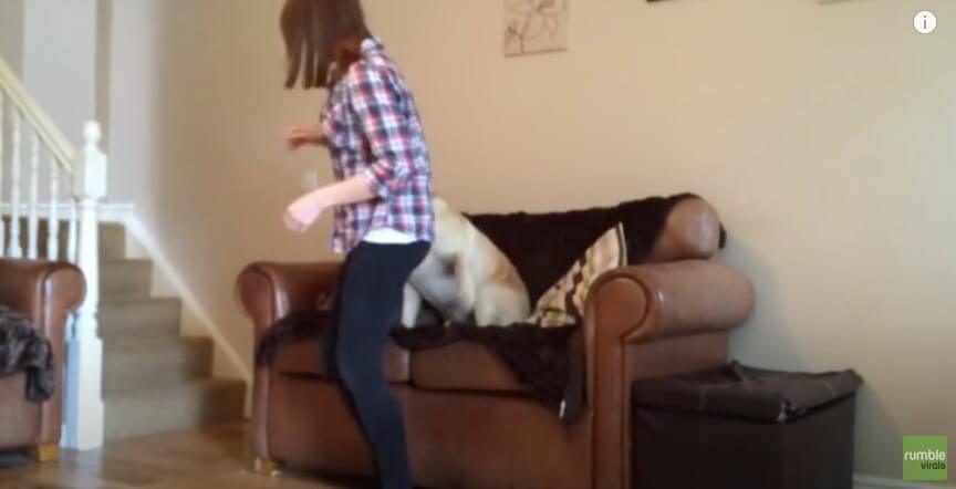 ラブラドールレトリーバー,動画