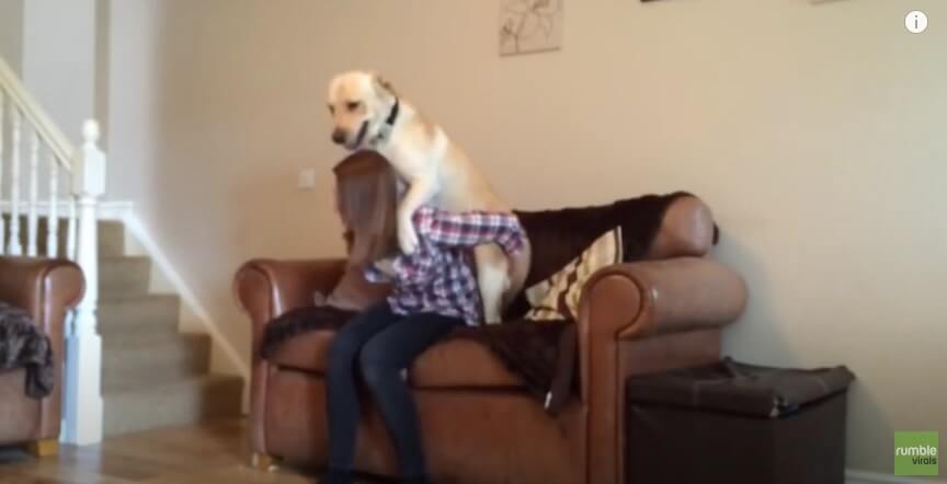 ラブラドールレトリーバー,動画