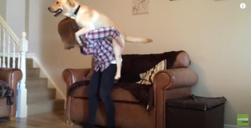 ラブラドールレトリーバー,動画