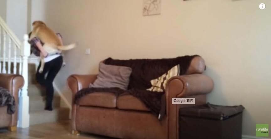 ラブラドールレトリーバー,動画