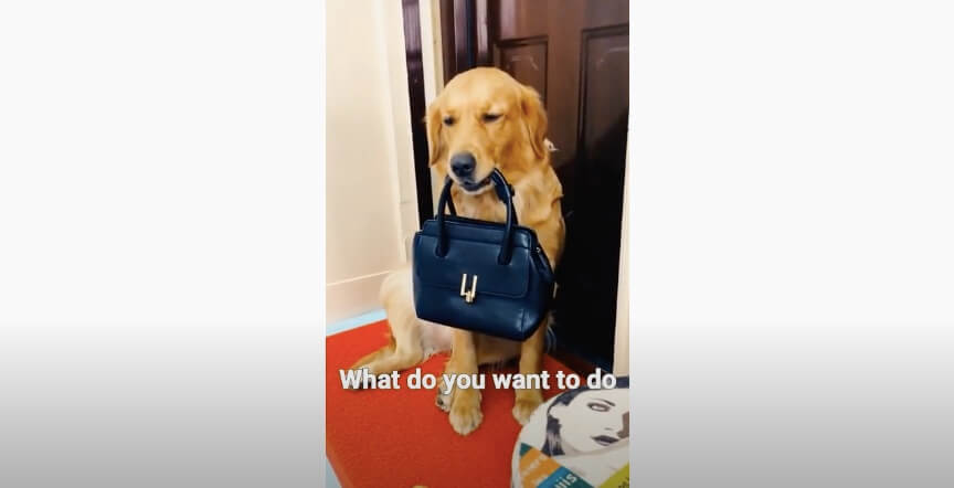 ゴールデンレトリーバー,動画