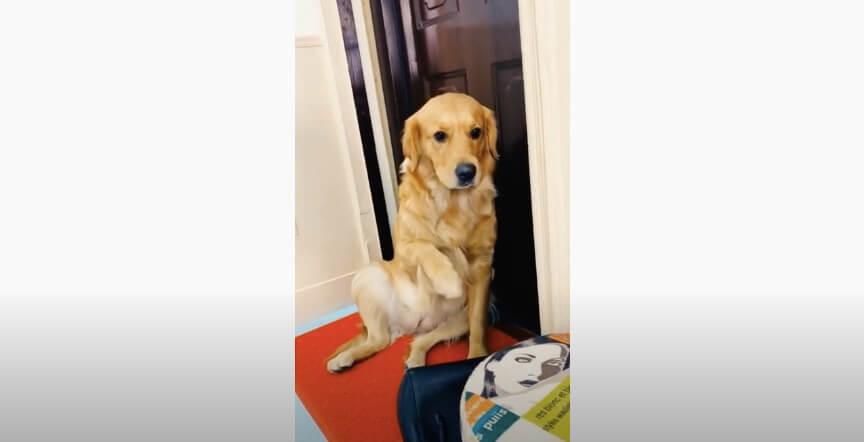 ゴールデンレトリーバー,動画