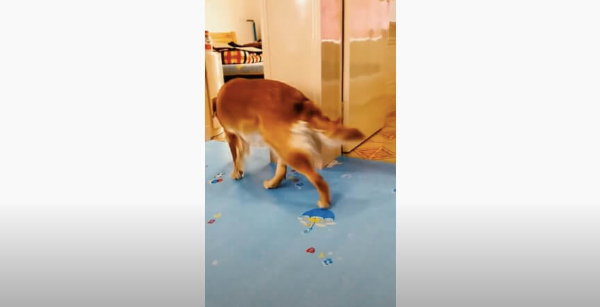 ゴールデンレトリーバー,動画