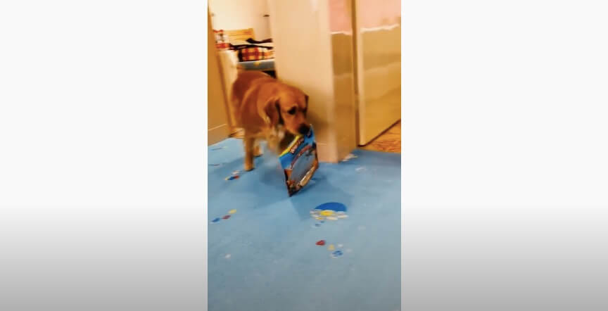 ゴールデンレトリーバー,動画