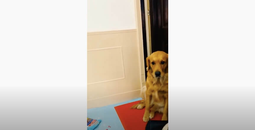 ゴールデンレトリーバー,動画