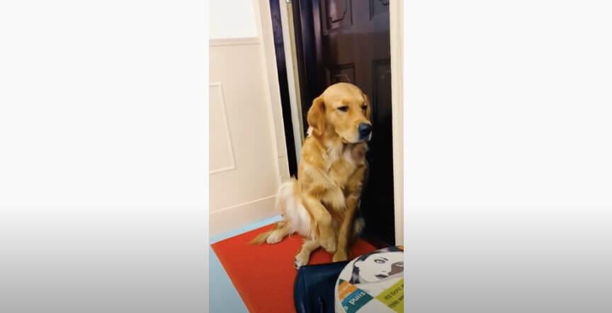 ゴールデンレトリーバー,動画