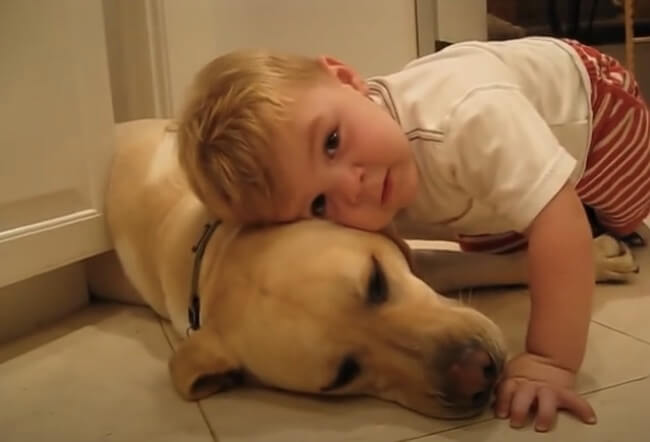 ラブラドールレトリーバー,動画