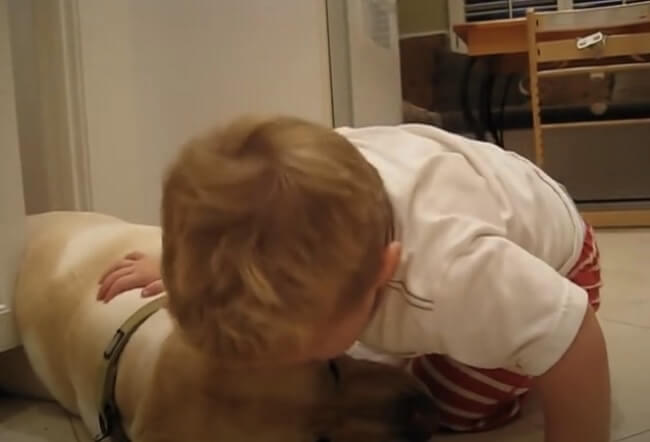 ラブラドールレトリーバー,動画