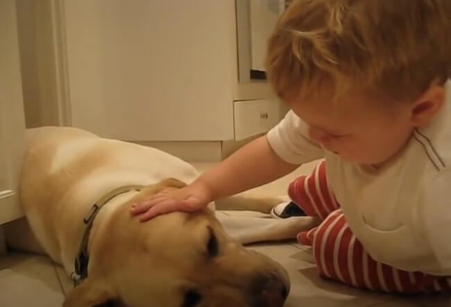 ラブラドールレトリーバー,動画