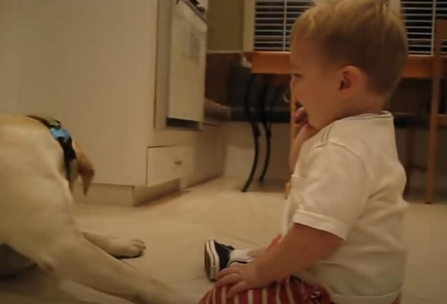 ラブラドールレトリーバー,動画