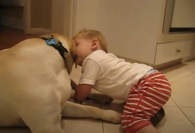 ラブラドールレトリーバー,動画