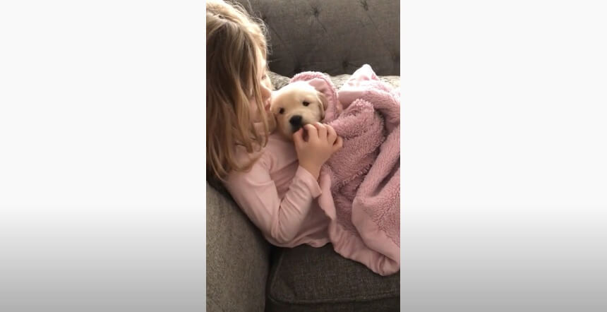 ゴールデンレトリーバー,動画