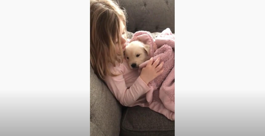 ゴールデンレトリーバー,動画