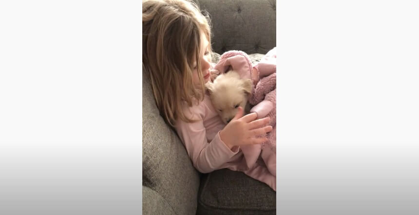 ゴールデンレトリーバー,動画