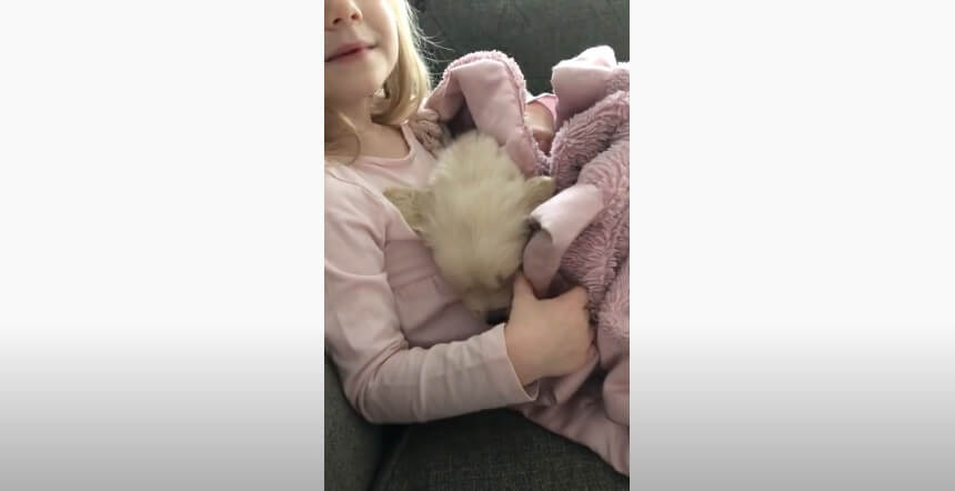 ゴールデンレトリーバー,動画