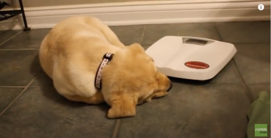 ラブラドールレトリーバー,動画