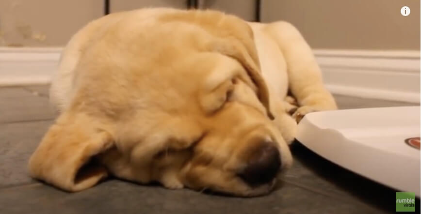 ラブラドールレトリーバー,動画