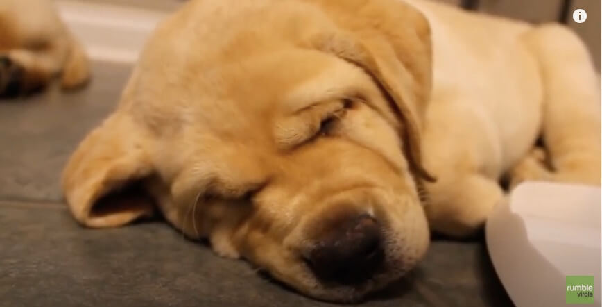 ラブラドールレトリーバー,動画