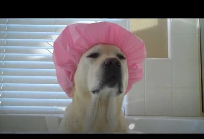 ラブラドールレトリーバー,動画