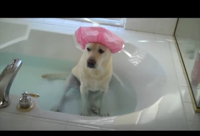 ラブラドールレトリーバー,動画