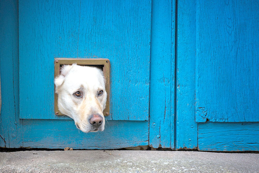 レトリーバー,マンボウやしろ