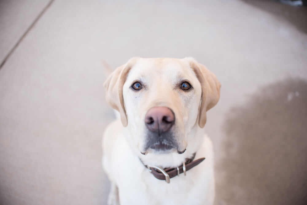 レトリーバー,マンボウやしろ