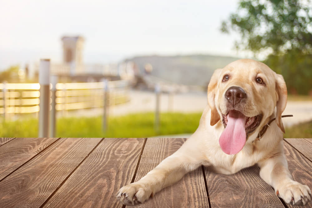 レトリーバー,マンボウやしろ