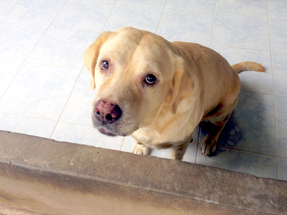 レトリーバー,マンボウやしろ