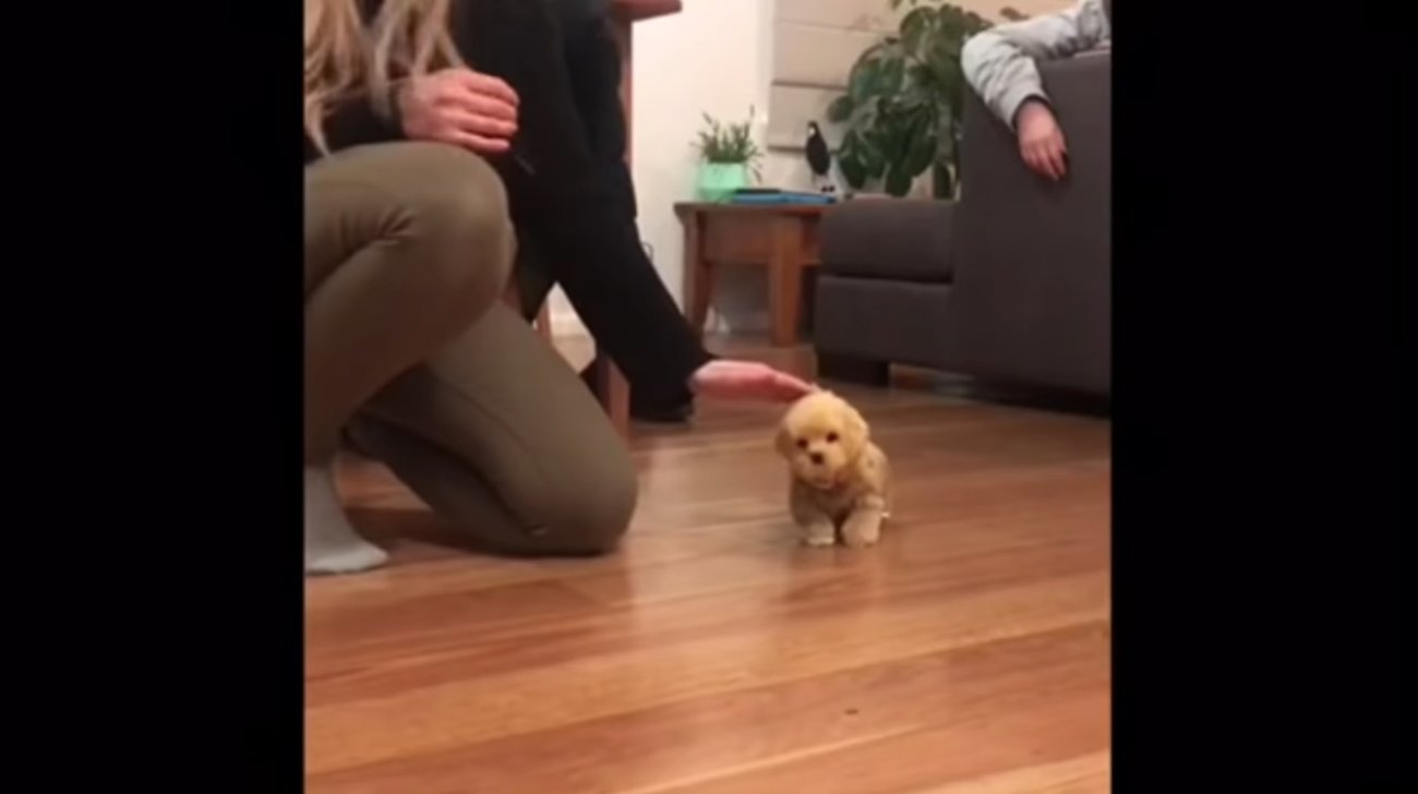 ゴールデンレトリーバー,動画