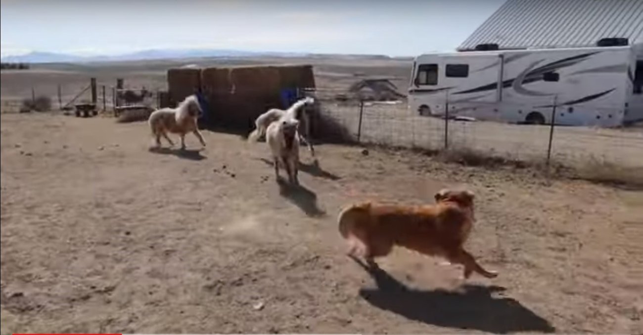 ゴールデンレトリーバー,動画