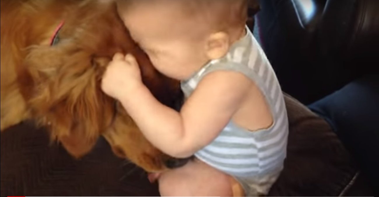 ゴールデンレトリーバー,動画