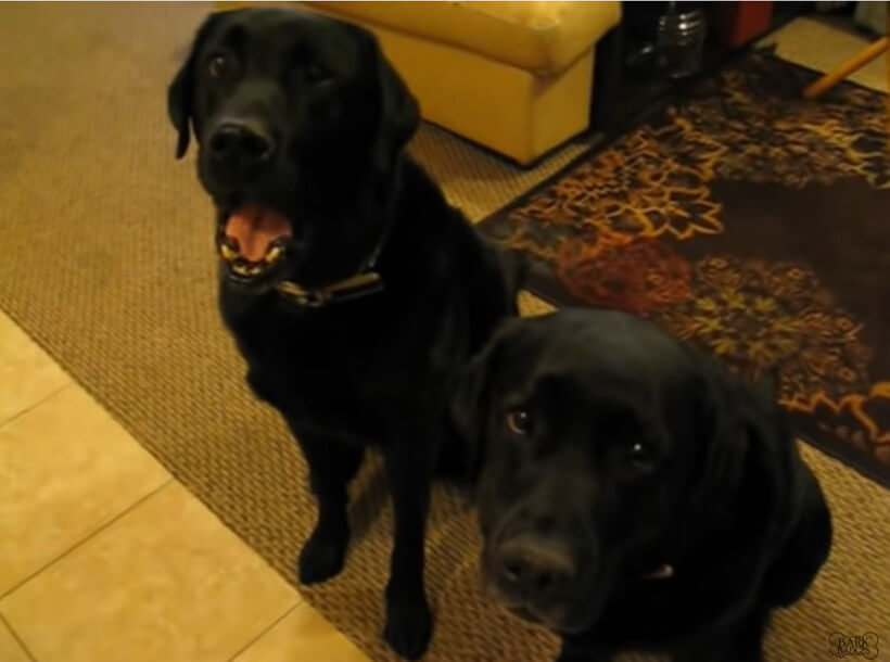 ラブラドールレトリーバー,動画