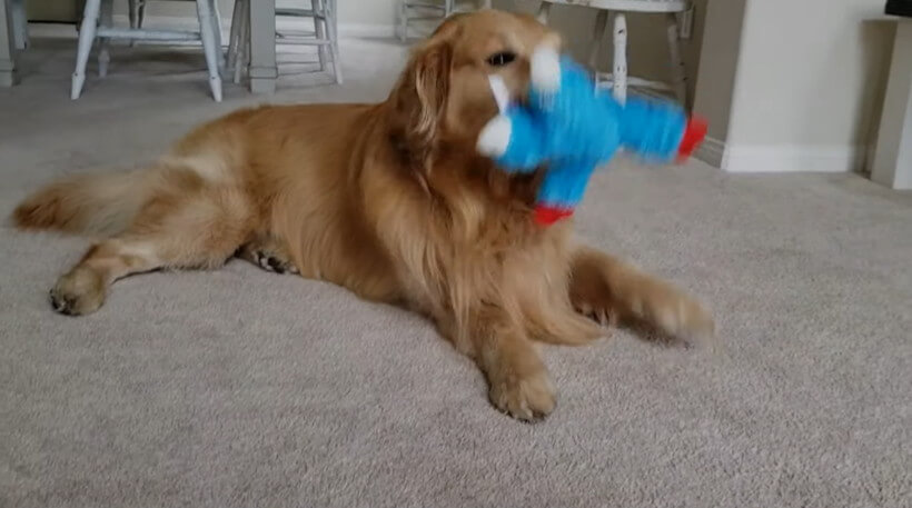 ゴールデンレトリーバー,動画