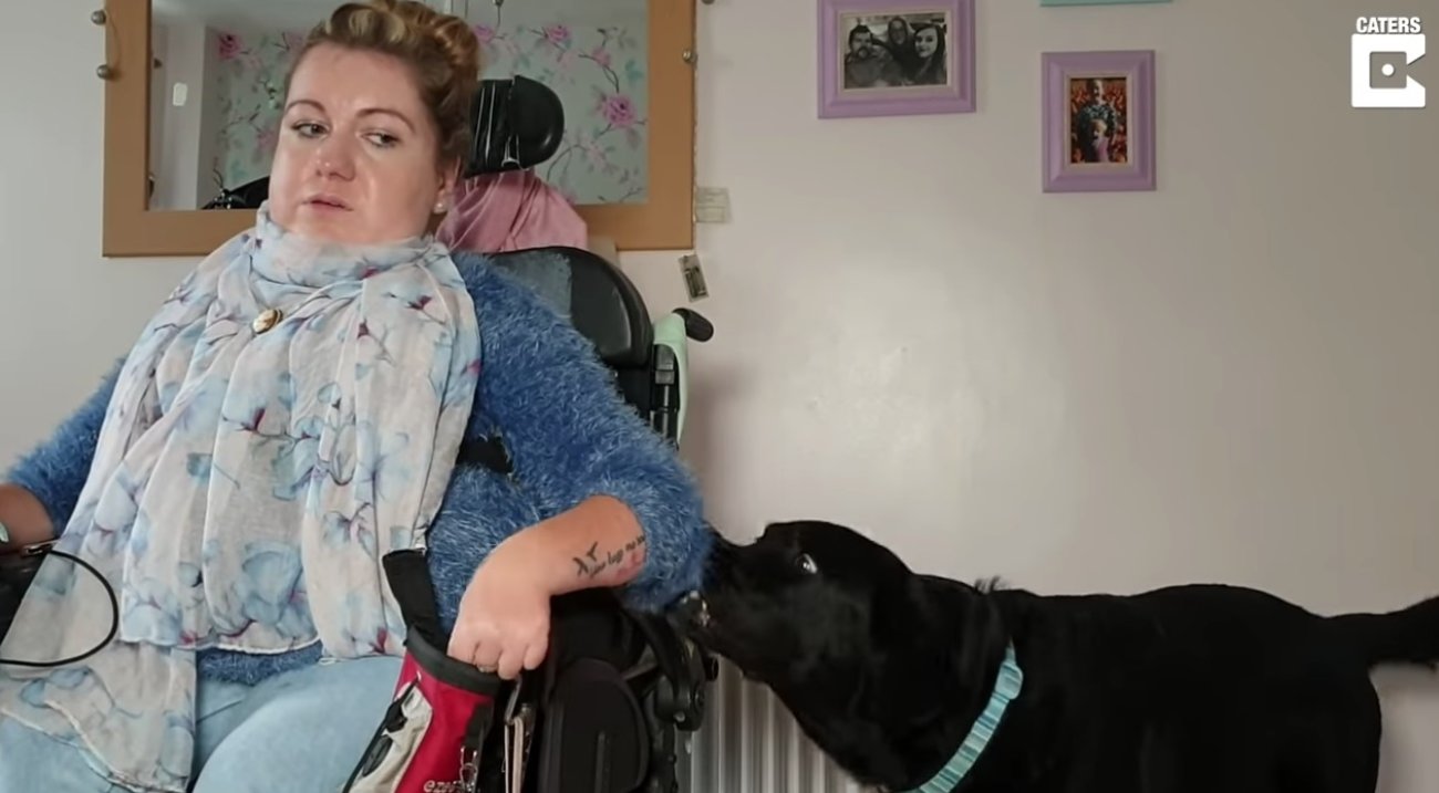 ラブラドールレトリーバー,動画