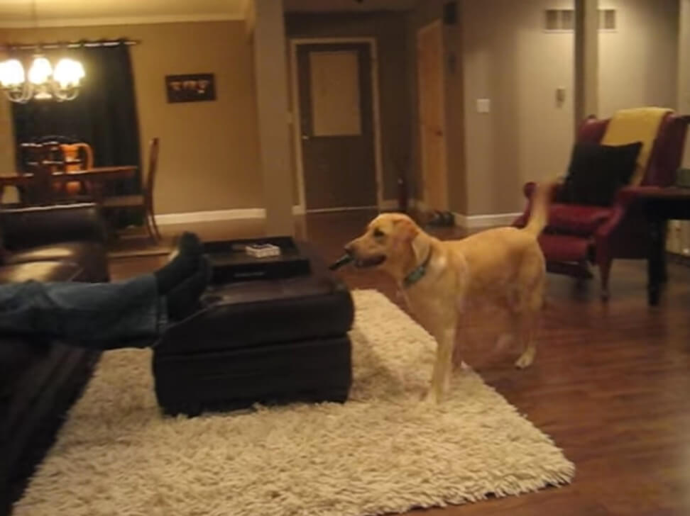 ラブラドールレトリーバー,動画