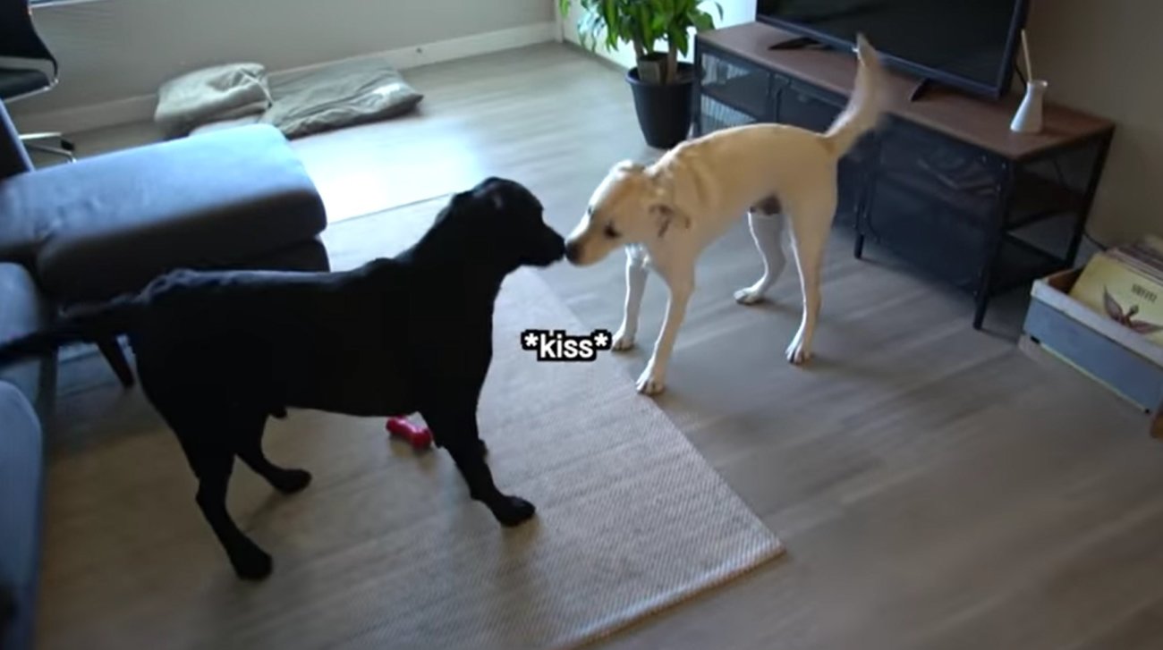 ラブラドールレトリーバー,動画