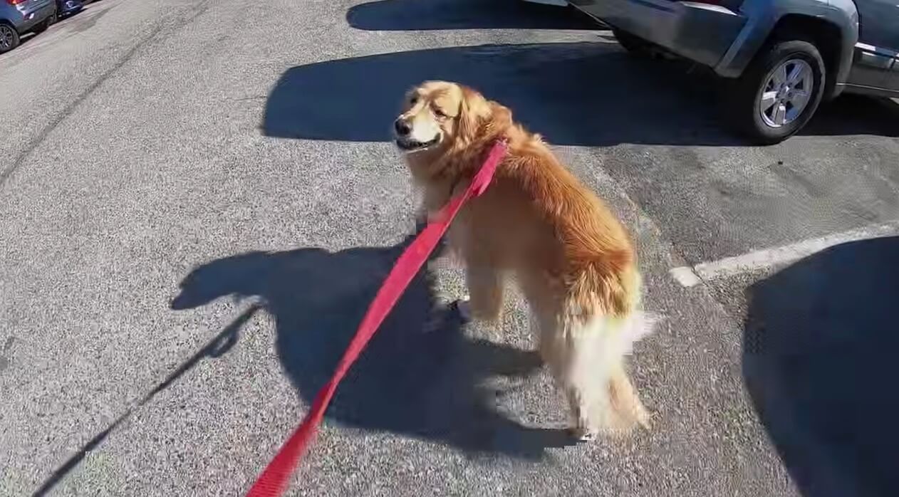 ゴールデンレトリーバー,動画