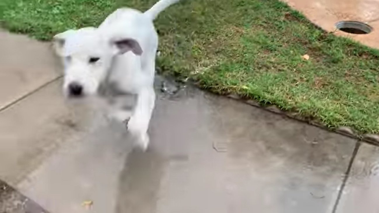 ラブラドールレトリーバー,動画