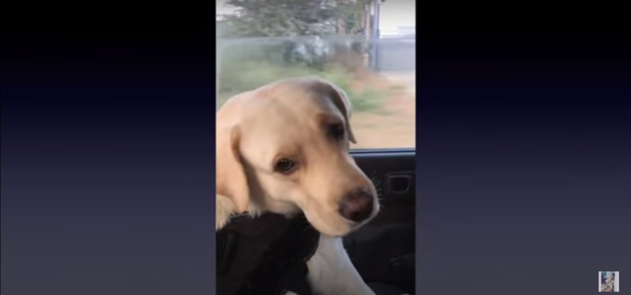 ラブラドールレトリーバー,動画