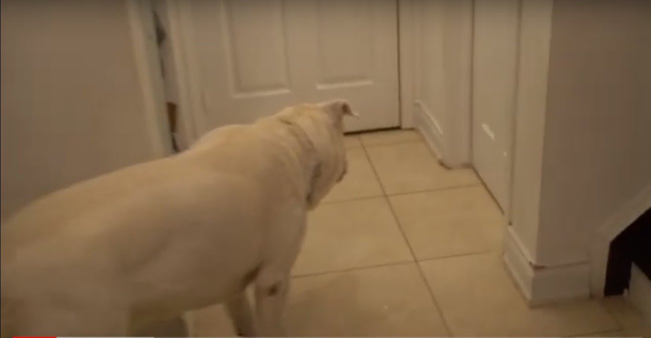 ラブラドールレトリーバー,動画