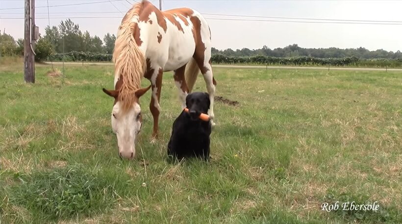 ラブラドールレトリーバー,動画