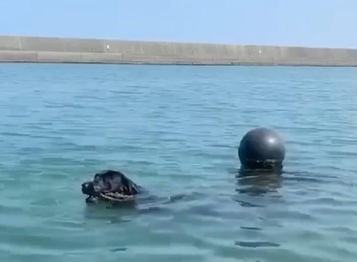 ラブラドールレトリーバー,動画