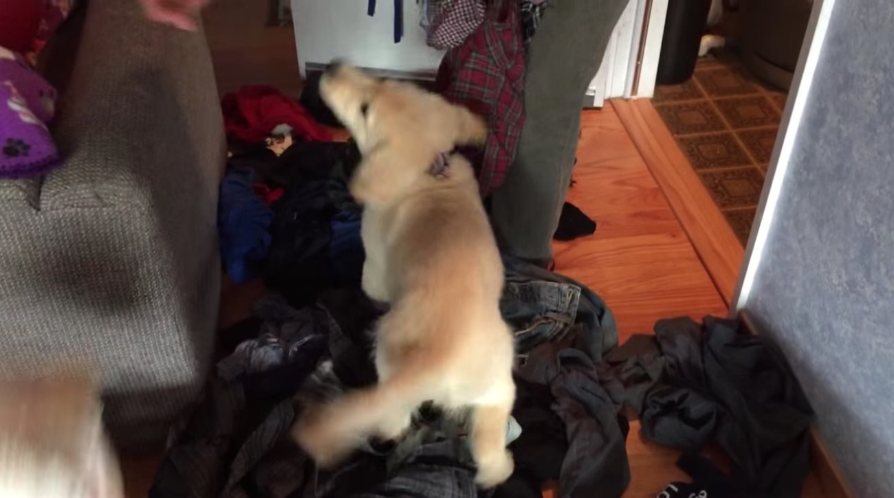 ゴールデンレトリーバー,動画