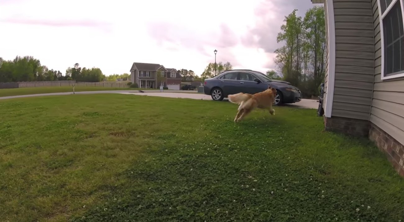 ゴールデンレトリーバー,動画