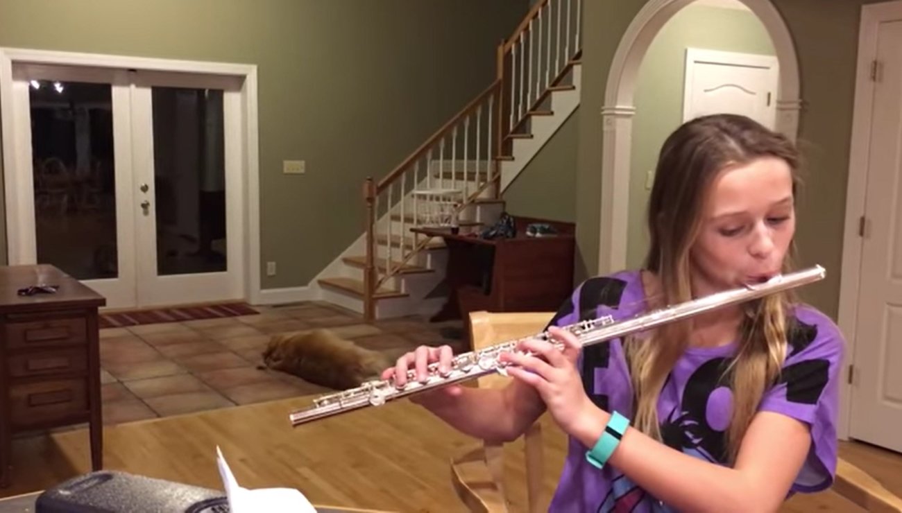 ゴールデンレトリーバー,動画