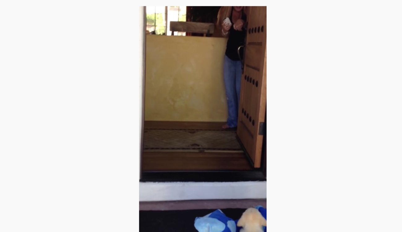 ラブラドールレトリーバー,動画