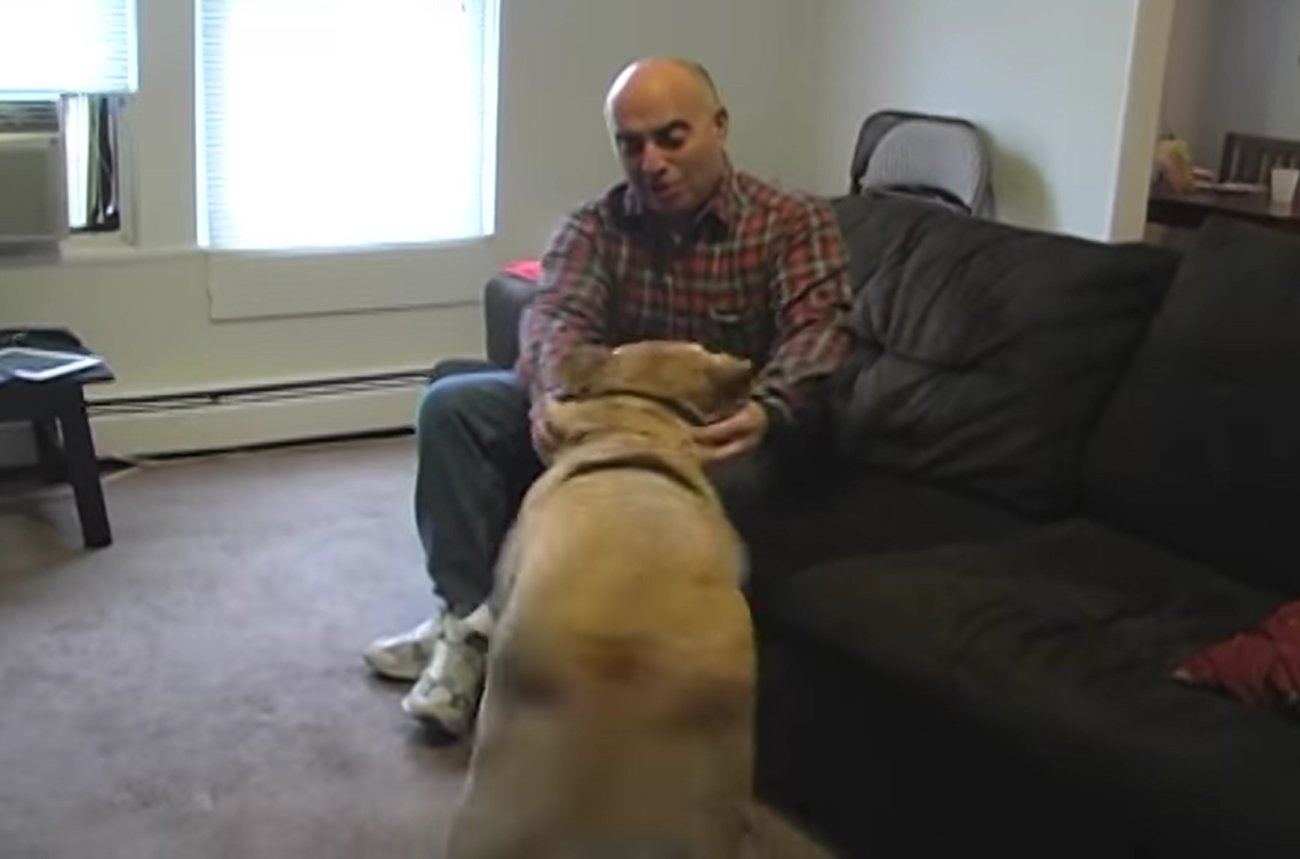 ラブラドールレトリーバー,動画