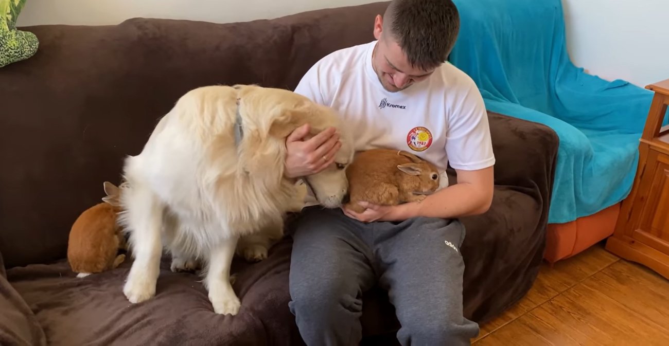 ゴールデンレトリーバー,動画