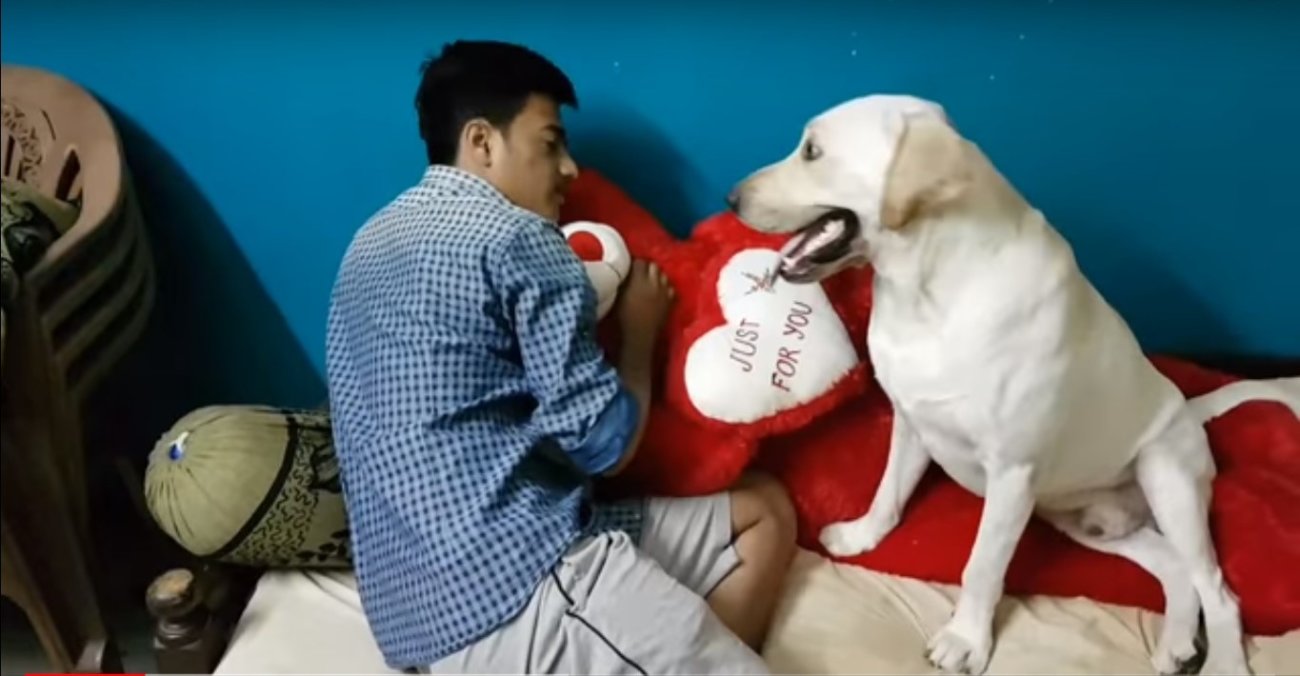 ラブラドールレトリーバー,動画